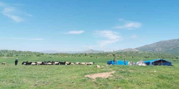 herder